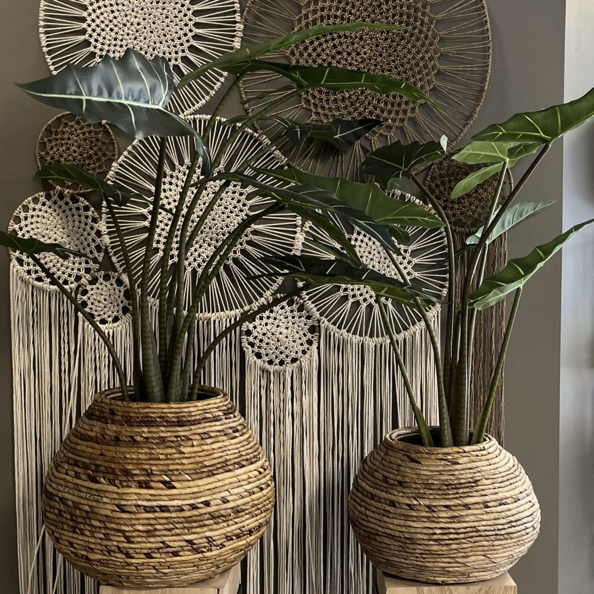 Plantenmand